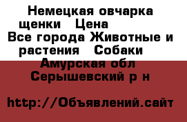 Немецкая овчарка щенки › Цена ­ 20 000 - Все города Животные и растения » Собаки   . Амурская обл.,Серышевский р-н